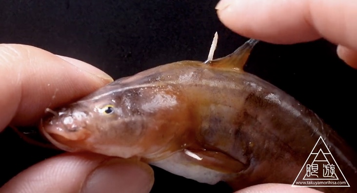 【動画】リアルゴンズイさん、毒針ビンビンの超キケン生物だった