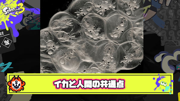リアルスプラトゥーン開幕か、研究でイカと人間の脳にとある共通点がみつかる